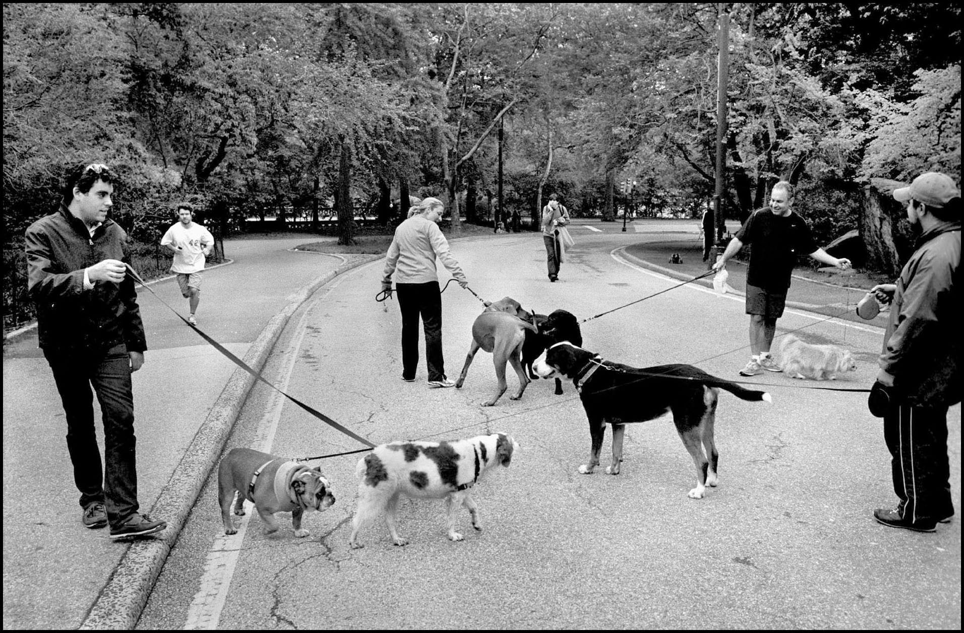 'Poochpurri' Central Park, New York 2011