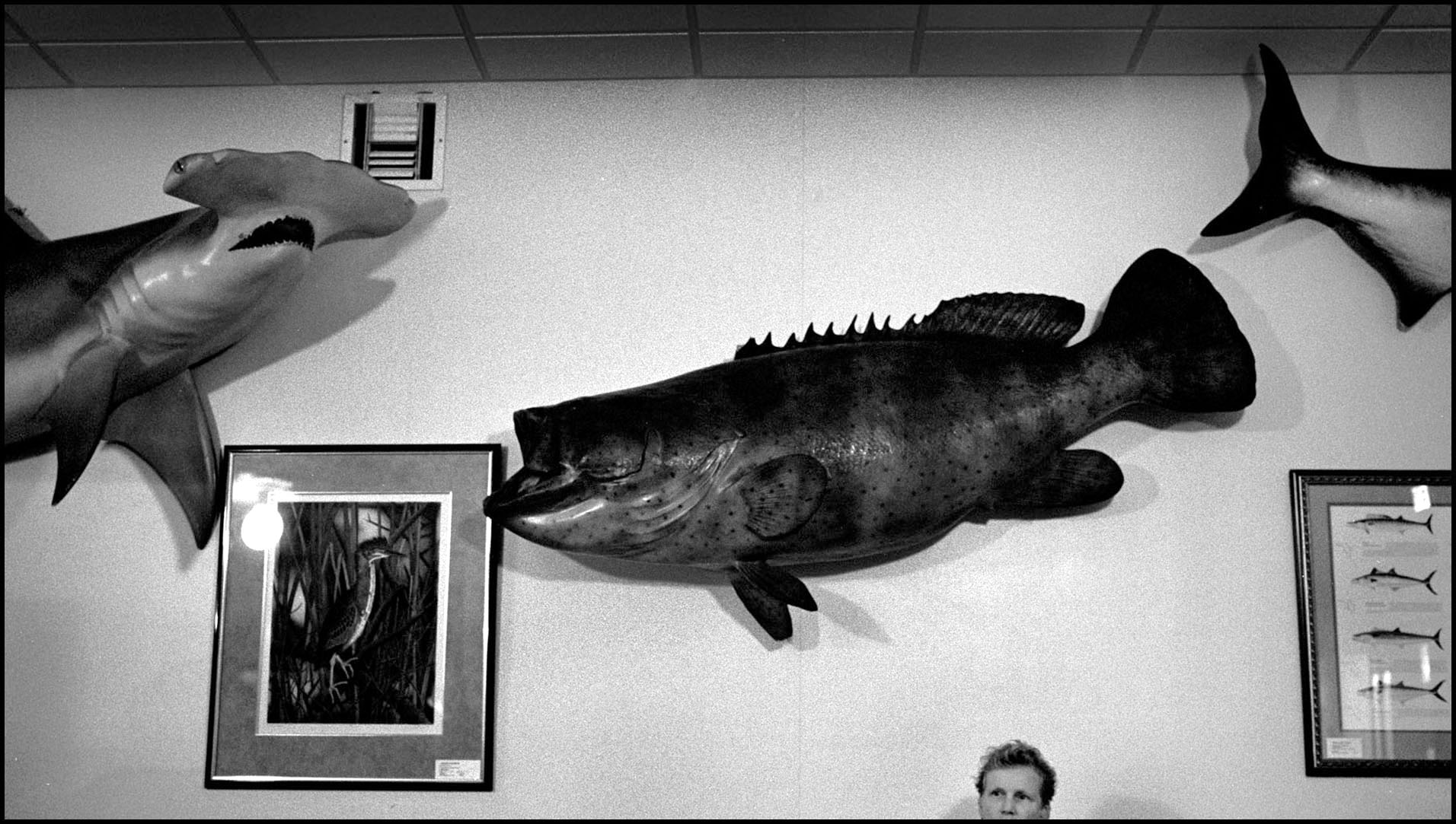 'Mounted' Everglades National Park, Florida 2004