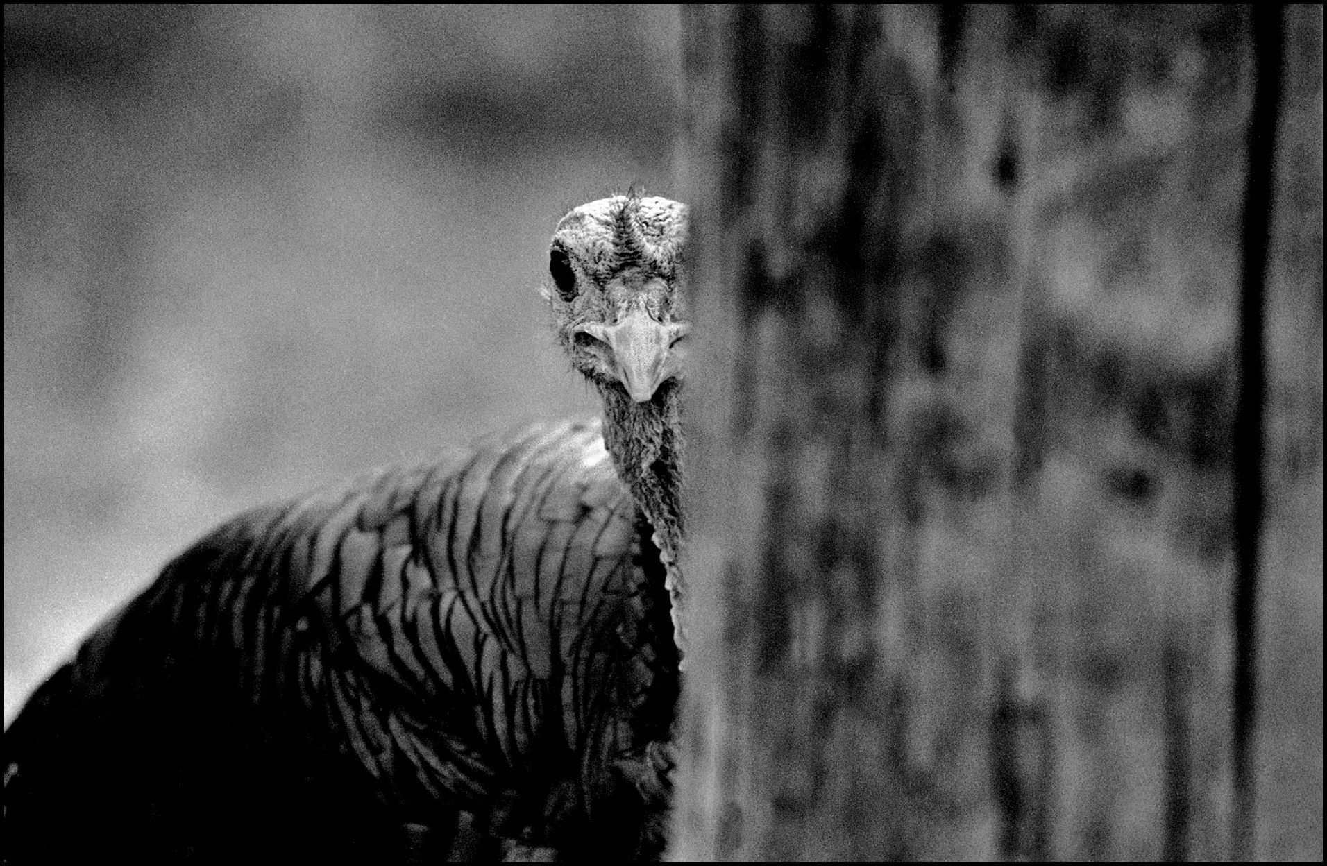 'Happy Thanksgiving' Evansville, Indiana 1981
