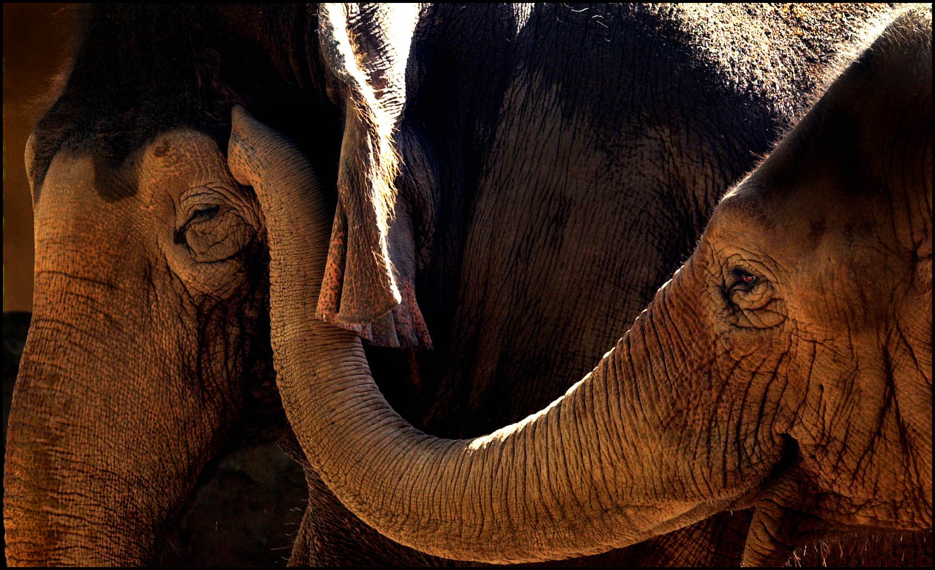 'Trunk Call' Waikiki, Hawaii 2002