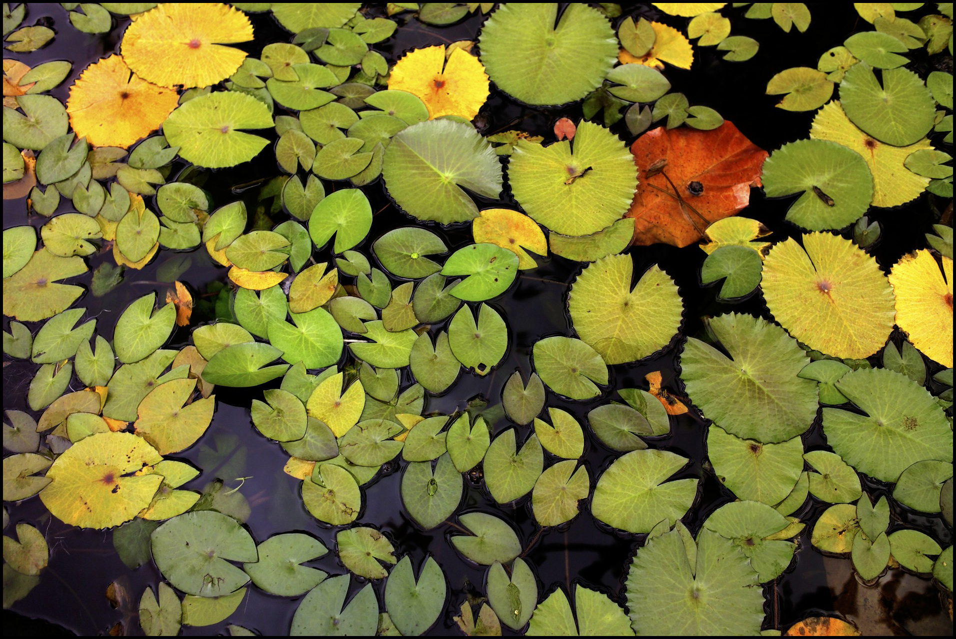 'Tahitian Lilies' Papeete, Tahiti 2003