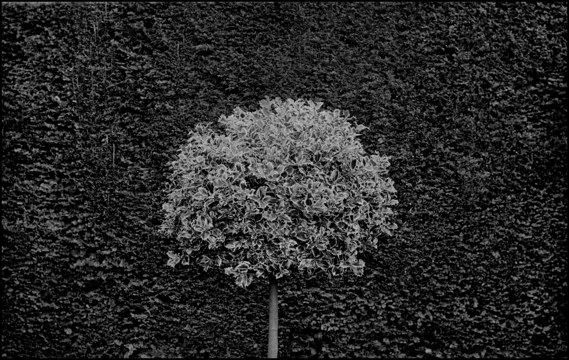 'Scottish Bush' Edinburgh, Scotland 2011