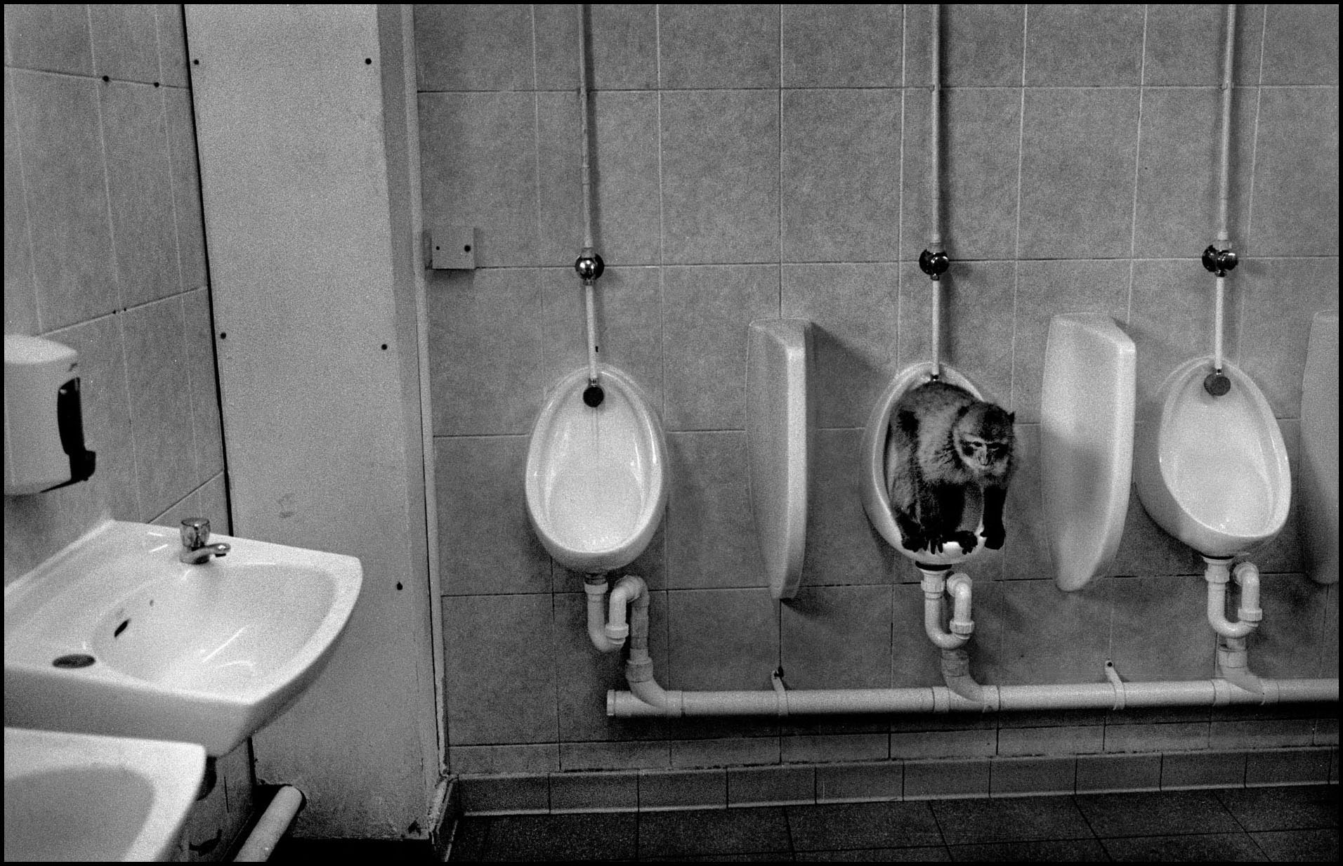 'Monkey Business' Gibraltar, Great Britain 2012