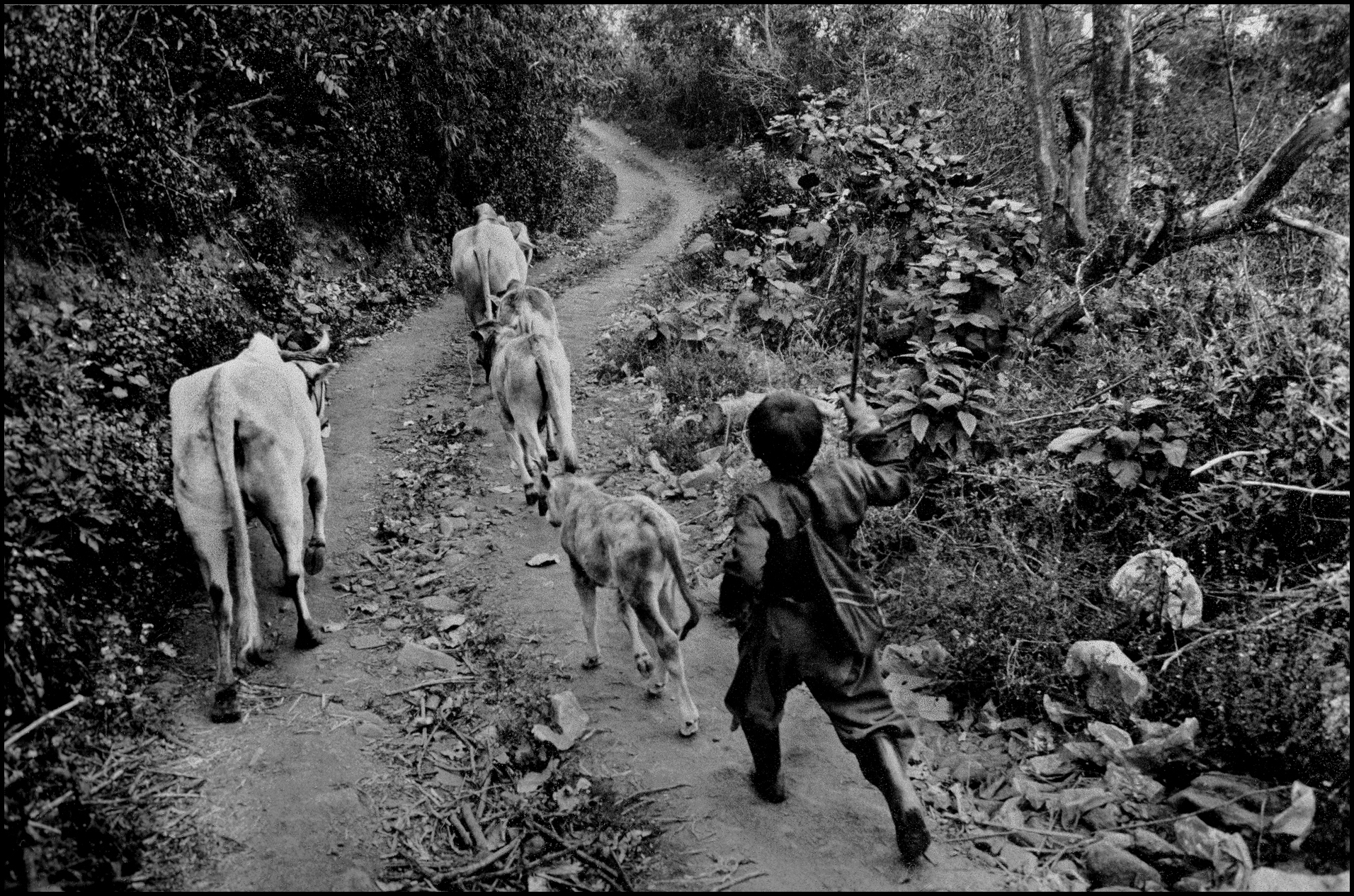 'Hilltribe Boy' Northern Thailand 1992